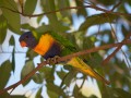 1230-1638 Parrots (1060670)